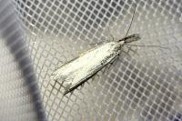 Pleurota