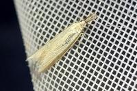 Pleurota