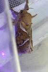 Triodia sylvina