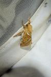 Triodia sylvina