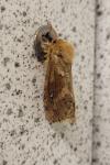 Triodia sylvina