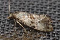 Cochylis
