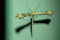 Gillmeria pallidactyla/ochrodactyla