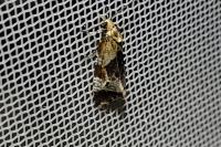 Phtheochroa vulneratana