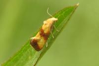 Eupoecilia sanguisorbana