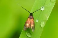 Cauchas fibulella