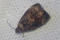 Endothenia