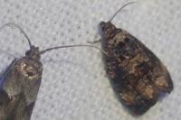 Endothenia