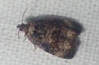 Endothenia