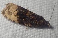 Hedya ochroleucana