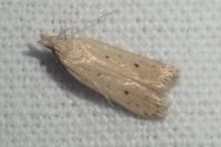 Nothris verbascella