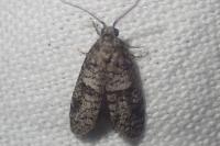 Penestoglossa dardoinella