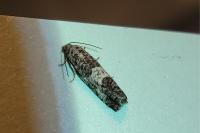 Spilonota laricana