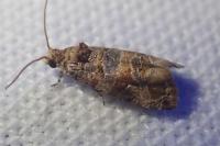 Lobesia botrana