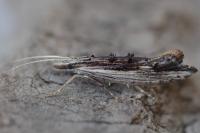 Ypsolopha scabrella