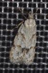 Symmoca signatella