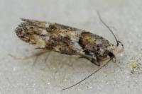 Neotelphusa sequax