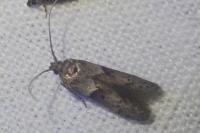 Blastobasis glandulella