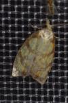 Acleris bergmanniana
