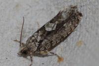 Zeiraphera isertana