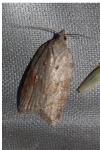 Acleris sparsana