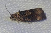 Endothenia gr. gentianaeana