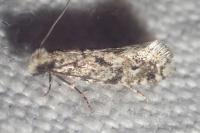 Nemapogon agenjoi
