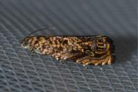 Enarmonia formosana