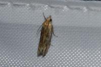 Eucosma gr. cana