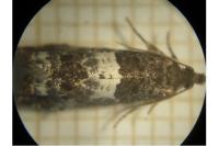 Notocelia trimaculana