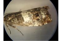 Notocelia trimaculana