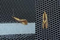 Harpella forficella