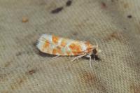 Rhyacionia pinicolana