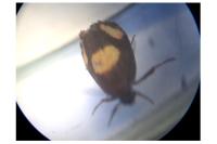 Pammene aurana