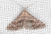 Alucita palodactyla