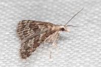 Alucita palodactyla