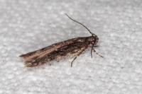 Carpatolechia decorella