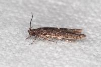 Carpatolechia decorella