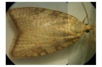 Aleimma loeflingiana