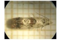 Neocochylis hybridella