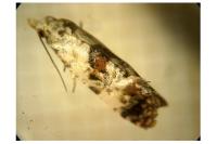 Neocochylis hybridella