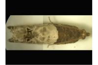Notocelia roborana
