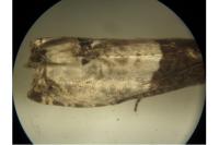 Notocelia roborana