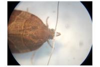 Pandemis cinnamomeana