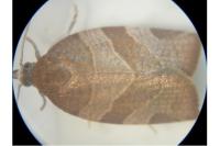 Pandemis cinnamomeana