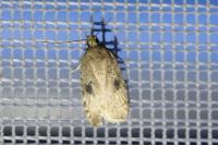 Agonopterix propinquella