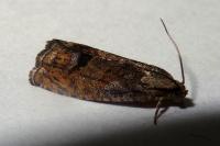 Cydia splendana