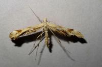 Gillmeria ochrodactyla