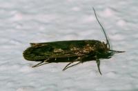 Hofmannophila pseudospretella