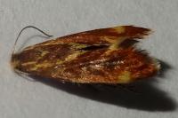 Metalampra